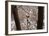 Sichuan Golden Snub-Nosed Monkey (Rhinopithecus Roxellana) Hanging Off Branch-Gavin Maxwell-Framed Photographic Print