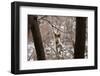 Sichuan Golden Snub-Nosed Monkey (Rhinopithecus Roxellana) Hanging Off Branch-Gavin Maxwell-Framed Photographic Print