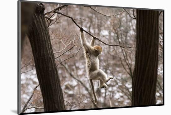 Sichuan Golden Snub-Nosed Monkey (Rhinopithecus Roxellana) Hanging Off Branch-Gavin Maxwell-Mounted Photographic Print