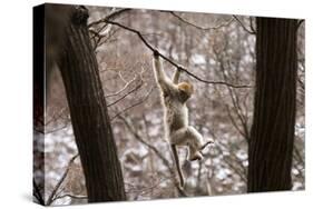 Sichuan Golden Snub-Nosed Monkey (Rhinopithecus Roxellana) Hanging Off Branch-Gavin Maxwell-Stretched Canvas