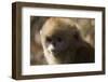 Sichuan Golden Snub Nosed Monkey (Rhinopithecus Roxellana) Zhouzhe Reserve-Gavin Maxwell-Framed Photographic Print