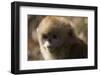 Sichuan Golden Snub Nosed Monkey (Rhinopithecus Roxellana) Zhouzhe Reserve-Gavin Maxwell-Framed Photographic Print