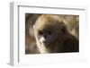 Sichuan Golden Snub Nosed Monkey (Rhinopithecus Roxellana) Zhouzhe Reserve-Gavin Maxwell-Framed Photographic Print