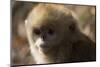 Sichuan Golden Snub Nosed Monkey (Rhinopithecus Roxellana) Zhouzhe Reserve-Gavin Maxwell-Mounted Photographic Print