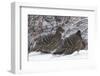 Sichuan Pheasant Partridges (Tetraophasis Szechenyii) In Snow, Yajiang County, Sichuan Province-Dong Lei-Framed Photographic Print