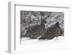 Sichuan Pheasant Partridges (Tetraophasis Szechenyii) In Snow, Yajiang County, Sichuan Province-Dong Lei-Framed Photographic Print