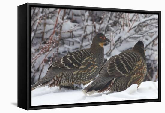 Sichuan Pheasant Partridges (Tetraophasis Szechenyii) In Snow, Yajiang County, Sichuan Province-Dong Lei-Framed Stretched Canvas