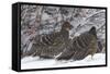 Sichuan Pheasant Partridges (Tetraophasis Szechenyii) In Snow, Yajiang County, Sichuan Province-Dong Lei-Framed Stretched Canvas