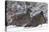 Sichuan Pheasant Partridges (Tetraophasis Szechenyii) In Snow, Yajiang County, Sichuan Province-Dong Lei-Stretched Canvas