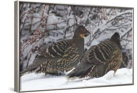 Sichuan Pheasant Partridges (Tetraophasis Szechenyii) In Snow, Yajiang County, Sichuan Province-Dong Lei-Framed Photographic Print