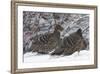 Sichuan Pheasant Partridges (Tetraophasis Szechenyii) In Snow, Yajiang County, Sichuan Province-Dong Lei-Framed Photographic Print