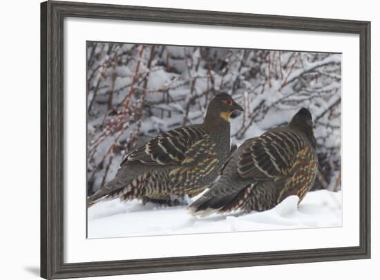 Sichuan Pheasant Partridges (Tetraophasis Szechenyii) In Snow, Yajiang County, Sichuan Province-Dong Lei-Framed Photographic Print