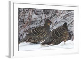 Sichuan Pheasant Partridges (Tetraophasis Szechenyii) In Snow, Yajiang County, Sichuan Province-Dong Lei-Framed Photographic Print