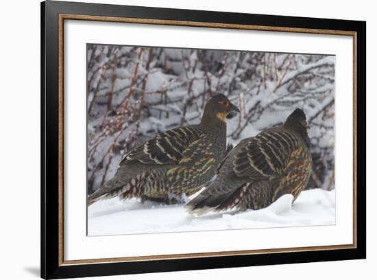 Sichuan Pheasant Partridges (Tetraophasis Szechenyii) In Snow, Yajiang County, Sichuan Province-Dong Lei-Framed Photographic Print