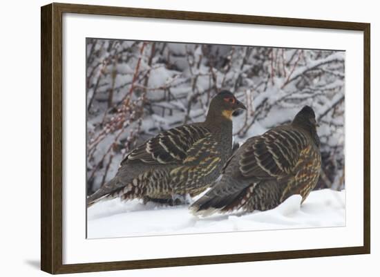 Sichuan Pheasant Partridges (Tetraophasis Szechenyii) In Snow, Yajiang County, Sichuan Province-Dong Lei-Framed Photographic Print