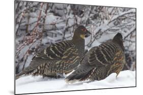 Sichuan Pheasant Partridges (Tetraophasis Szechenyii) In Snow, Yajiang County, Sichuan Province-Dong Lei-Mounted Photographic Print