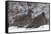 Sichuan Pheasant Partridges (Tetraophasis Szechenyii) In Snow, Yajiang County, Sichuan Province-Dong Lei-Framed Stretched Canvas