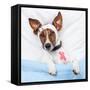 Sick Dog With Bandages Lying On Bed-Javier Brosch-Framed Stretched Canvas