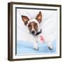 Sick Dog With Bandages Lying On Bed-Javier Brosch-Framed Photographic Print