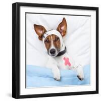 Sick Dog With Bandages Lying On Bed-Javier Brosch-Framed Photographic Print