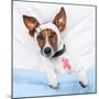 Sick Dog With Bandages Lying On Bed-Javier Brosch-Mounted Photographic Print