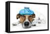 Sick Dog-Javier Brosch-Framed Stretched Canvas