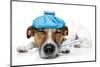 Sick Dog-Javier Brosch-Mounted Premium Photographic Print