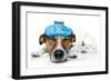 Sick Dog-Javier Brosch-Framed Photographic Print