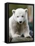 Sick Polar Bear Cub, Berlin, Germany-Michael Sohn-Framed Stretched Canvas