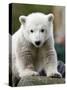 Sick Polar Bear Cub, Berlin, Germany-Michael Sohn-Stretched Canvas