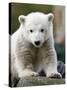 Sick Polar Bear Cub, Berlin, Germany-Michael Sohn-Stretched Canvas