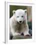 Sick Polar Bear Cub, Berlin, Germany-Michael Sohn-Framed Photographic Print