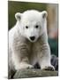 Sick Polar Bear Cub, Berlin, Germany-Michael Sohn-Mounted Photographic Print