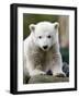 Sick Polar Bear Cub, Berlin, Germany-Michael Sohn-Framed Photographic Print