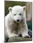 Sick Polar Bear Cub, Berlin, Germany-Michael Sohn-Mounted Photographic Print