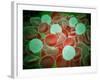 Sickle Cell Anemia with Red Blood Cells and White Bood Cells-null-Framed Art Print