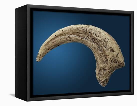 Sickle shaped talon of a Velociraptor-Walter Geiersperger-Framed Stretched Canvas