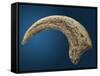 Sickle shaped talon of a Velociraptor-Walter Geiersperger-Framed Stretched Canvas