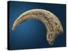 Sickle shaped talon of a Velociraptor-Walter Geiersperger-Stretched Canvas