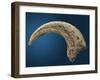 Sickle shaped talon of a Velociraptor-Walter Geiersperger-Framed Premium Photographic Print