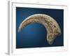 Sickle shaped talon of a Velociraptor-Walter Geiersperger-Framed Photographic Print