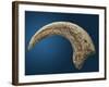 Sickle shaped talon of a Velociraptor-Walter Geiersperger-Framed Photographic Print