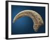 Sickle shaped talon of a Velociraptor-Walter Geiersperger-Framed Photographic Print