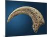 Sickle shaped talon of a Velociraptor-Walter Geiersperger-Mounted Photographic Print