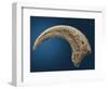 Sickle shaped talon of a Velociraptor-Walter Geiersperger-Framed Photographic Print