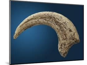 Sickle shaped talon of a Velociraptor-Walter Geiersperger-Mounted Photographic Print