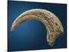 Sickle shaped talon of a Velociraptor-Walter Geiersperger-Stretched Canvas