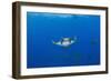 Sicklefin Mantas (Mobula Tarapacana), Azores, Princess Alice Bank, Atlantic Ocean, Portugal-Reinhard Dirscherl-Framed Photographic Print