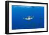 Sicklefin Mantas (Mobula Tarapacana), Azores, Princess Alice Bank, Atlantic Ocean, Portugal-Reinhard Dirscherl-Framed Photographic Print