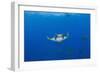 Sicklefin Mantas (Mobula Tarapacana), Azores, Princess Alice Bank, Atlantic Ocean, Portugal-Reinhard Dirscherl-Framed Photographic Print